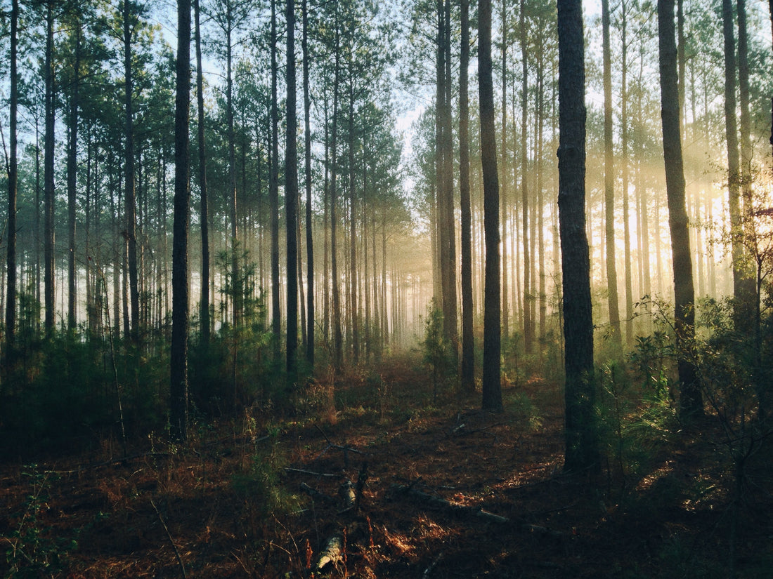 The Importance of Mental Health and the Outdoors: How Camping Can Improve Our Well-Being
